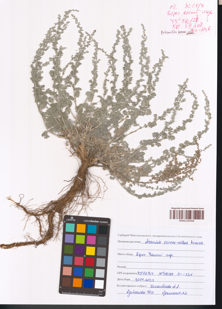 Artemisia terrae-albae