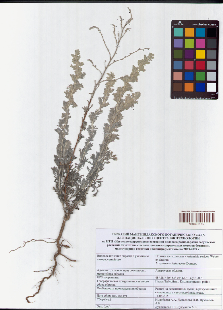 Artemisia sericea