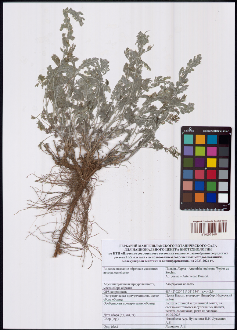 Artemisia lercheana