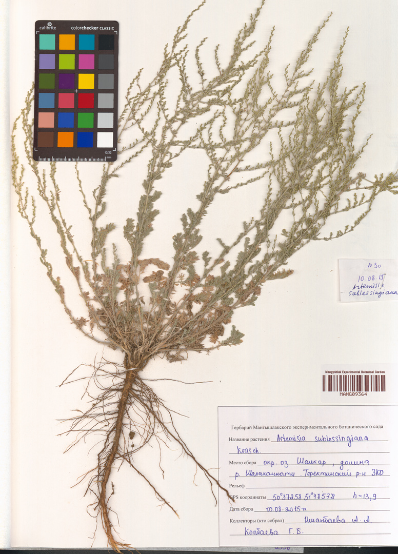 Artemisia sublessingiana (Sublessing Wormwood)